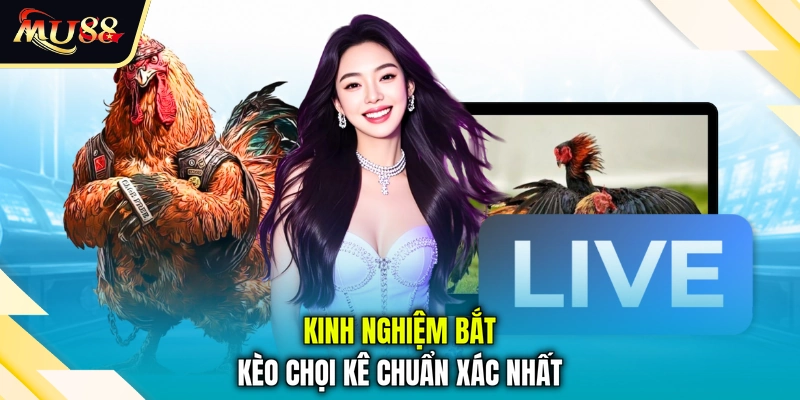 Kinh nghiệm bắt kèo chọi kê chuẩn xác nhất